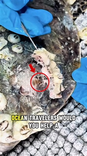 Why Are Barnacles Removed From Sea Turtles? #SeaTurtle #Barnacles #SeaTurtleRescue #MarineLife #