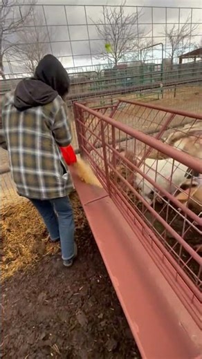Corn Bin and Bunk Feeders #targetedgoatgrazing #goatscaping #prescibedgrazing #cowboymax
