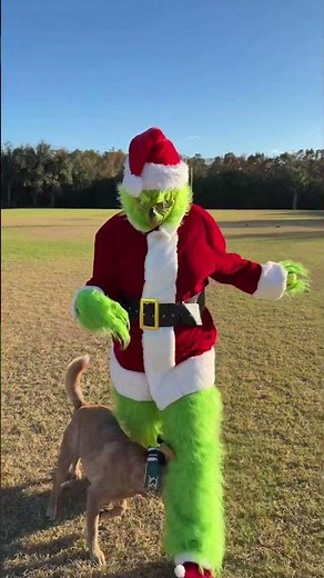 Grinch and Max 🙄💚 #pets #petshorts #dog #dogshorts #funnydog