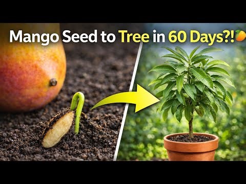 Watch a Mango Seed Grow in 60 Days (Incredible Transformation!) #farming #plantgrowth #seedtotree