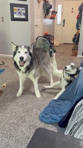 Husky Wrestling Match: Puppy vs. Pack Leader 🤼‍♂️