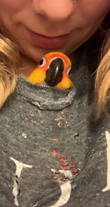 151K views · 2.5K reactions | unacceptably cute bird behavior | Milo's Tiny Dragons | Facebook