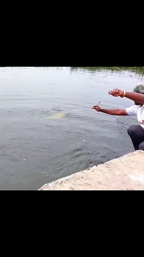 Big size grass carp hooked #reels #viral #reelsfb #reelsvideo #fish #fishing | Maya Pearl