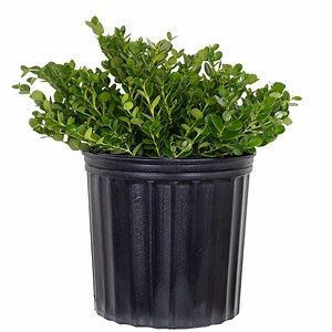 Emerald Blanket Plant | Ground Cover | Ships in 10-inch Grower Pot | 12–14 Inches Tall | Full Sun Landscape Plant | Fast-spreading Foliage - Etsy