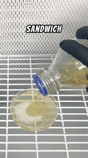 203K views · 2.7K reactions | Agar Sandwich Method Removes Bacteria from Mushroom Culture #fbreels #reelsfyp #growyourown #mushrooms #Mycology #mushlove #fungi #hobbyfarm #diy #AGAR #science #biology #cultivation #mycelium #mushroomsociety #wildmushrooms #foraging | Spore n’ Sprout | Facebook