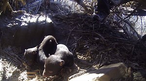 The black bear population is thriving in the eastern part of the state, and Kentucky Department of Fish and Wildlife Resources biologists continue to study them. This week on Kentucky Afield follow along into a bear den as we research newborn cubs and their mother! | Kentucky Afield