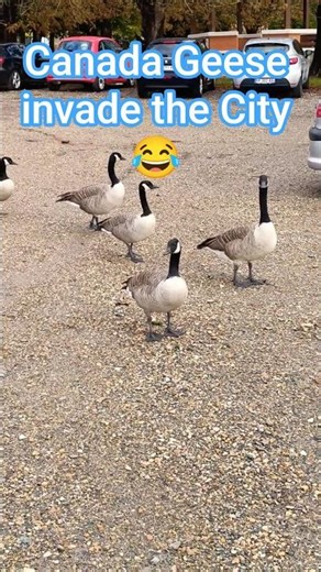 Follow the Leader: Canada Geese on the Move