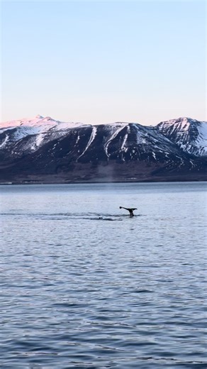 828 tours in a row with whales! 🐋 today, we saw 8 humpbacks in one tour – including Quasimodo, Big Wings, Fleur, Skari and Oddur. 📍 Dalvík, North Iceland. Even in late December, nature keeps showing off! #WhaleWatching #foryou #Iceland #christmas