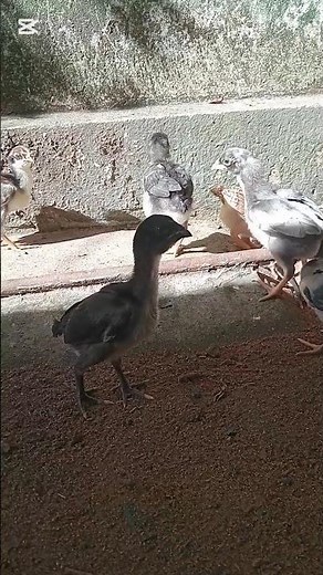 #nsn #roostercrowing #