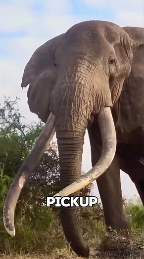 World’s Largest Elephant Ever Recorded #shorts #animals #wildlife