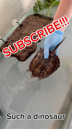 PICKING UP MY SNAPPING TURTLE!!! ( scary 😱)