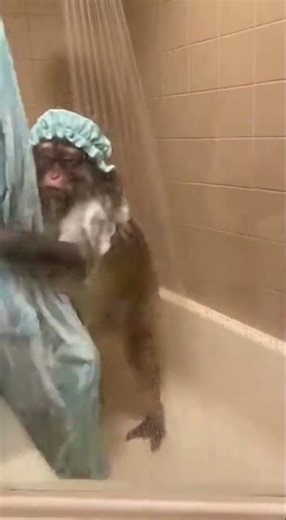 😅Baby Monkey Cooked His Dad😂🤣😂 #funny #fyp #monkey #animals