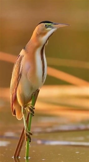YELLOW BITTERN Bird's Call #birds #nest #wildlife #nature