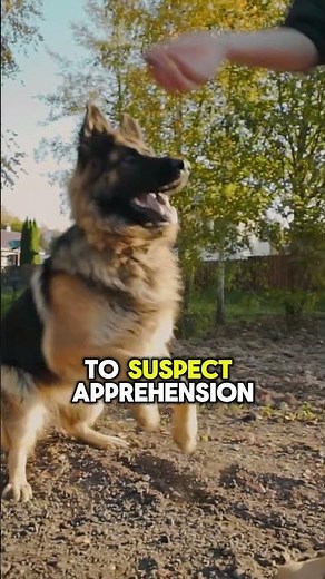 Protective Dog Breeds That Fear Nothing – Would You Own One?