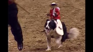 4.2M views · 104K shares | Whiplash The Cowboy Monkey and his trusty border collie mount, Boogie, will be in Jackson, TN, January 16 & 17 for the CBR Bud Light Bull Riding Classic Presented By Alan Vines Automotive at the Oman Arena! Tickets are available at www.dirtroadtickets.com. You won't want to miss this great act & #TheREALCowboySport from #CBRJackson! | Million Dollar Bull Team Challenge | Facebook