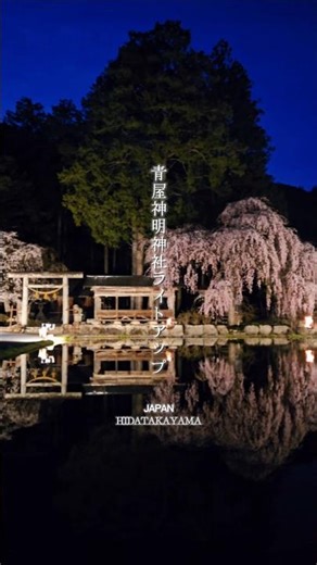 ひだ朝日の桜 青屋神明神社ライトアップ #飛騨高山