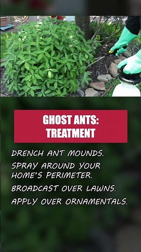 Ghost Ants - Part 3: Treatment [DIY Ghost Ant Control]