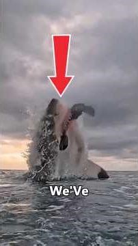 Animal Kingdom Chaos! Most Insane Wildlife Moments Ever Captured! 😱🔥 #Shark #seaanimals
