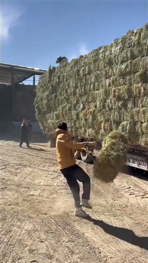 Throw loading process of bundled straw onto the transport truck
