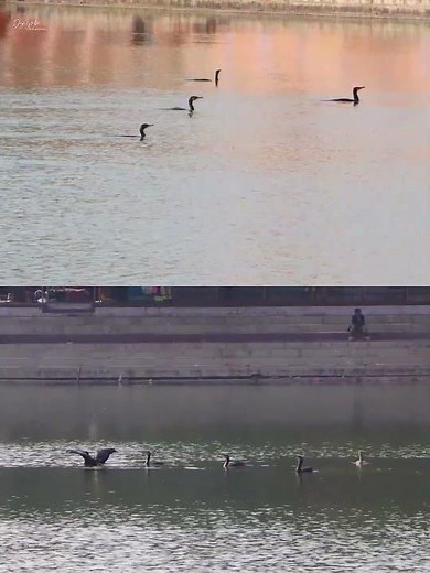 Cormorants fishing !!!! #janakpur #cormorants #gangasagar