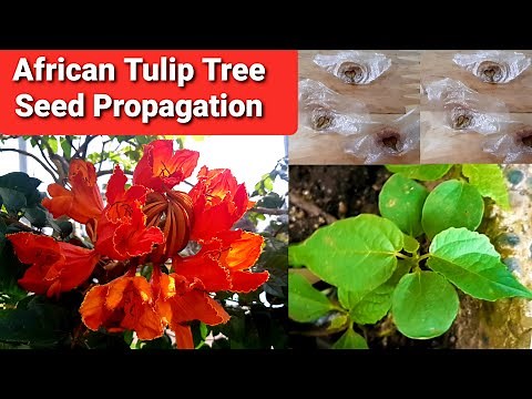 African Tulip Tree Seed Propagation | Spathodea Campanulata