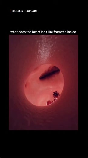 medical / biology explain | The inside view of a beating heart ❤️ — where life begins with every pulse. Our heart never rests, tirelessly pumping blood to keep us... | Instagram