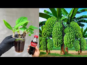 Technique to stimulate super banana germination with Coca Cola
