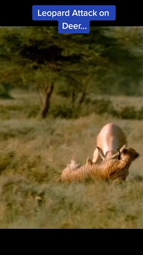 Intense Leopard Attack on Deer: A Struggle for Survival