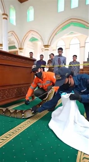 Evacuation of python in mosque