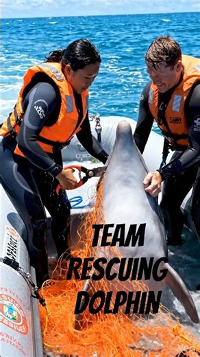 Brave Rescue Team Saves Dolphin Trapped in Fishing Net! 🐬❤️ #Shorts#DolphinRescue#OceanLife #rescue