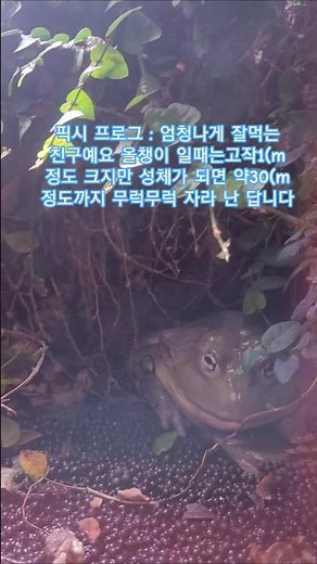 # 픽시 프로그 : 황소개구리처럼 잘먹어서 먹이사슬이 무너져요