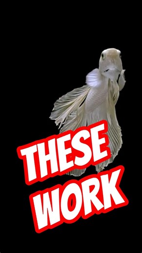 3 Great Tank Mates for Betta Fish😱🐠