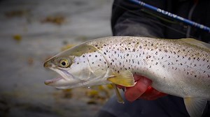 #Solv: Fishing the Elements 🌊 The AG1 is equipped with only the best Fuji Titanium Torzite guides, Fuji reel seats and 40T nano-infused carbon blanks, these rods are simply the best you can get. 🔗 https://fcld.ly/418idtm #AbuGarciaEurope #FishtoWin #Seatrout | Abu Garcia