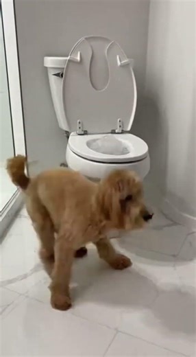 dog using toilet #funny #viralshort #youtubeshorts