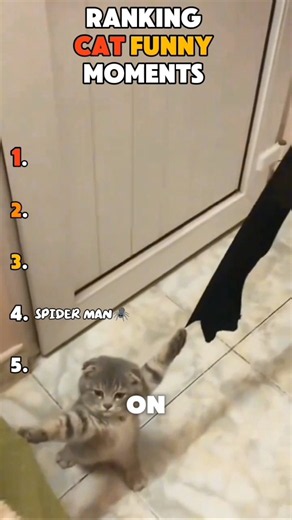 Ranking Funny Cats Core😹||Part3 #shorts