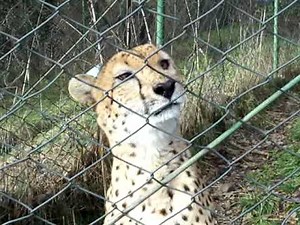 Talking Cheetah @ Wildlife Safari, Winston OR.