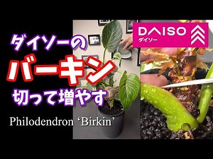 Cut and grow Daiso's Birkin! How to get variegated plants. Philodendron 'Birkin' cutting #Daiso #...