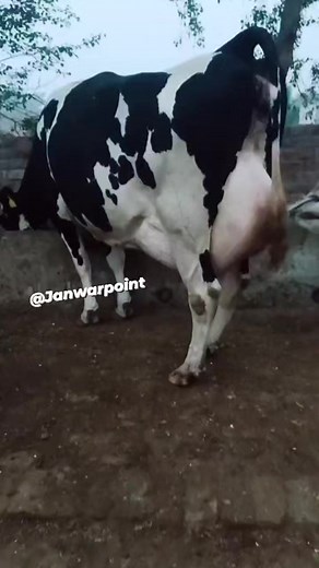 Beautiful Big Udder Cow Competition #MASHALLAHماشاءالله #ماشاءالله #viralpost #Janwarpoint #viralreelsシ #Cow #bigcow #milkingcows | Janwar Point