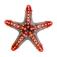 Reflection Symmetry ( Read ) | Geometry