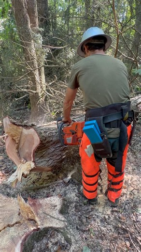 Limbing Up a Hemlock Tree with Husqvarna 372 XP | Forksville PA