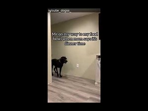 Funniest And Cutest Dogs, Dogs Reels Compilation That Will Make You Laugh and Say Aww !