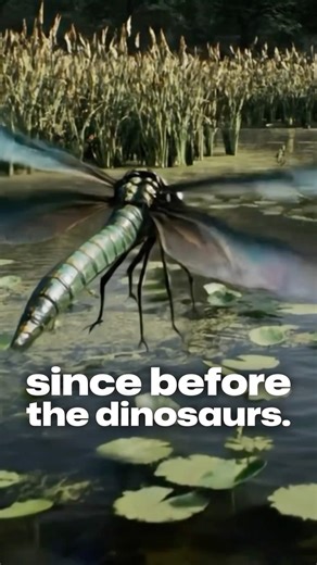 The Dragonfly: A Deadly, Ancient Aerial Assassin👈