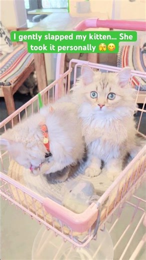 She literally held a grudge for this 😭 #CatHoldingGrudge #PettyCat #ngGrudge #PettyCat #catbehavior