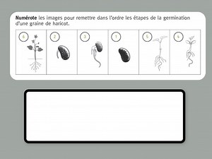 Les étapes de la germination du haricot