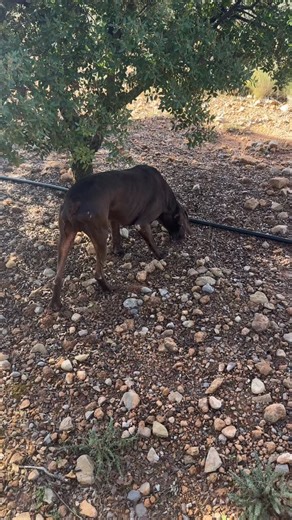 🌱 La tierra despierta… y trae su tesoro más deseado. Ya huele a trufa. 🍄✨ Después de meses de silencio bajo el suelo, las trufas negras vuelven a salir a la luz. Aromáticas, misteriosas, irresistibles — el oro negro de la cocina está de regreso. 🔸 Recién recolectadas. 🔸 Seleccionadas a mano. 🔸 Envíos frescos directos desde el campo. Esta temporada, deja que cada ralladura sea un ritual. Porque la trufa no se come… se celebra. 🖤 #trufanegra #tubermelanosporum #cocinacontrufanegra #gourmet #