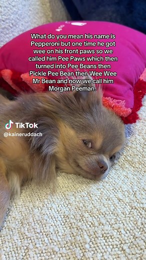 Morgan Peeman: The Chihuahua With 1000 Names