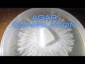 How to Make Agar to Clone Grow Mushroom MEA MYA No Pour Jar Petri Dish Rhizomorphic Mycelium Spores