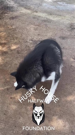 1.6K views · 256 reactions | Bo is ready for a #foreverhome of his...