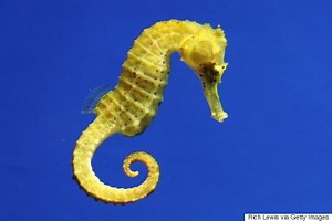 Seahorse - Alchetron, The Free Social Encyclopedia