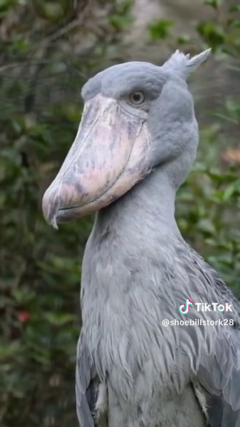 Shoebill Bird Sounds Revealed: Listen to their Unique Calls!